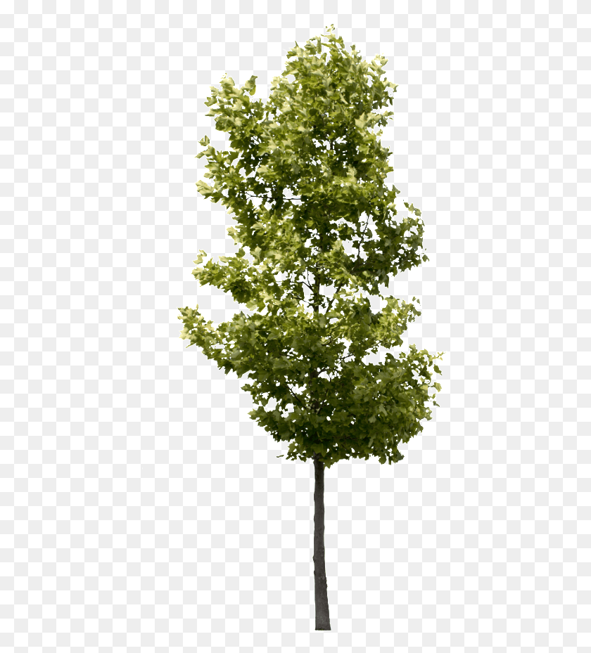 437x869 Platanus Occidentalis Small Transparent Background Tree, Plant, Maple, Pine HD PNG Download