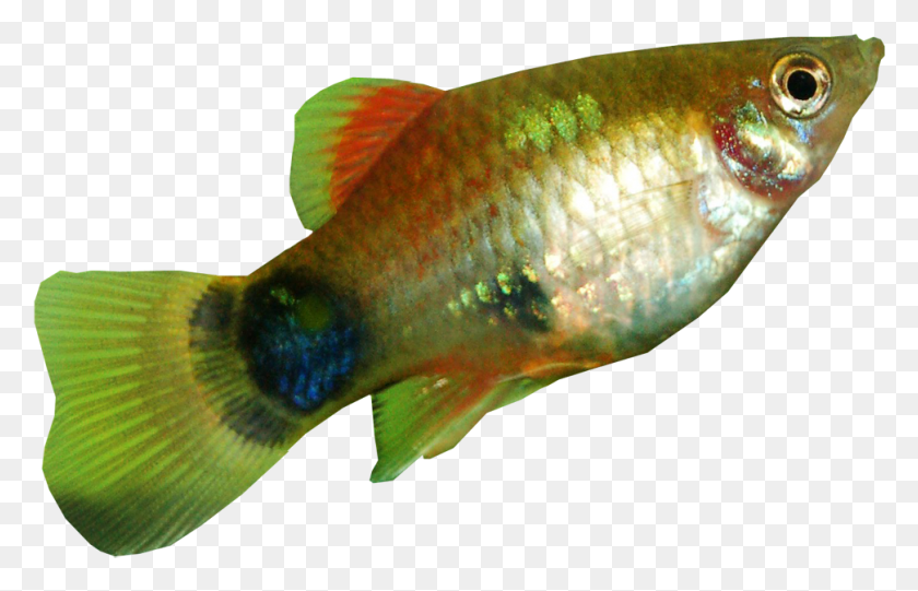 971x599 Platy Fish На Прозрачном Фоне Platy Fish, Животное, Золотая Рыбка, Водные Hd Png Скачать