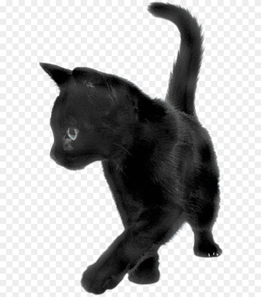 Playing Black Cat Black Kitten Background, Animal, Mammal, Pet, Bear Transparent PNG