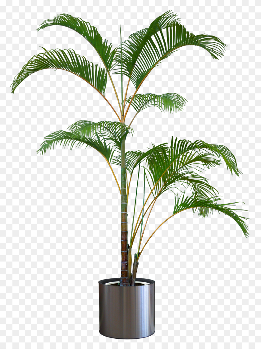 995x1354 Pleasures In Helping Others Transparent Background Indoor Plant, Palm Tree, Tree, Arecaceae HD PNG Download
