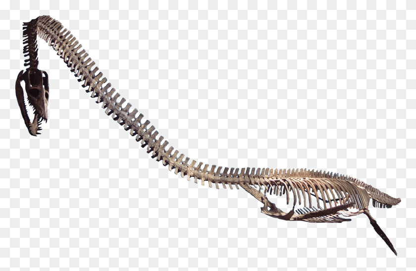 2243x1402 Plesiosaurus Skeleton, Screw, Machine HD PNG Download