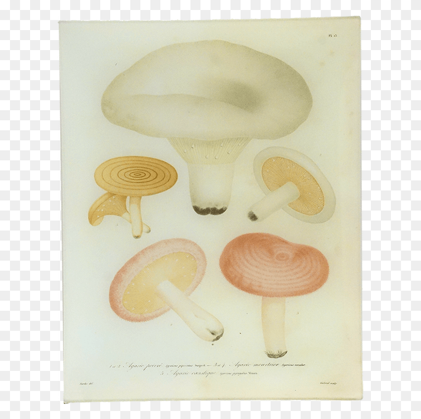 611x776 Pleurotus Eryngii, Plant, Fungus, Mushroom HD PNG Download
