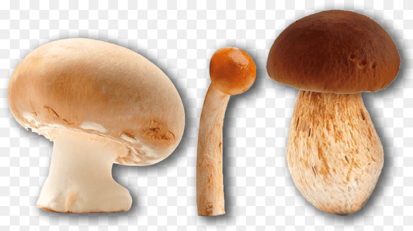 Pleurotus Eryngii, Fungus, Plant, Mushroom, Agaric Sticker PNG