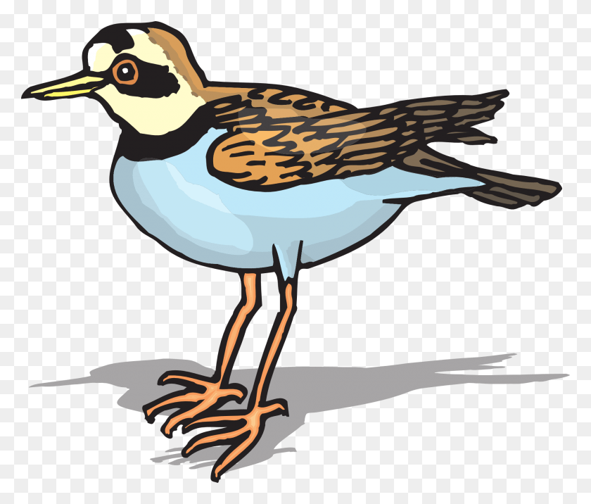 1920x1616 Plover Bird Dibujo Plover Clipart, Pájaro, Animal, Gorrión Hd Png