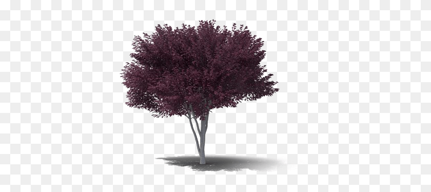 428x314 Слива Фоновое Изображение Сливовое Дерево, Растение, Клен, Цветок Hd Png Скачать