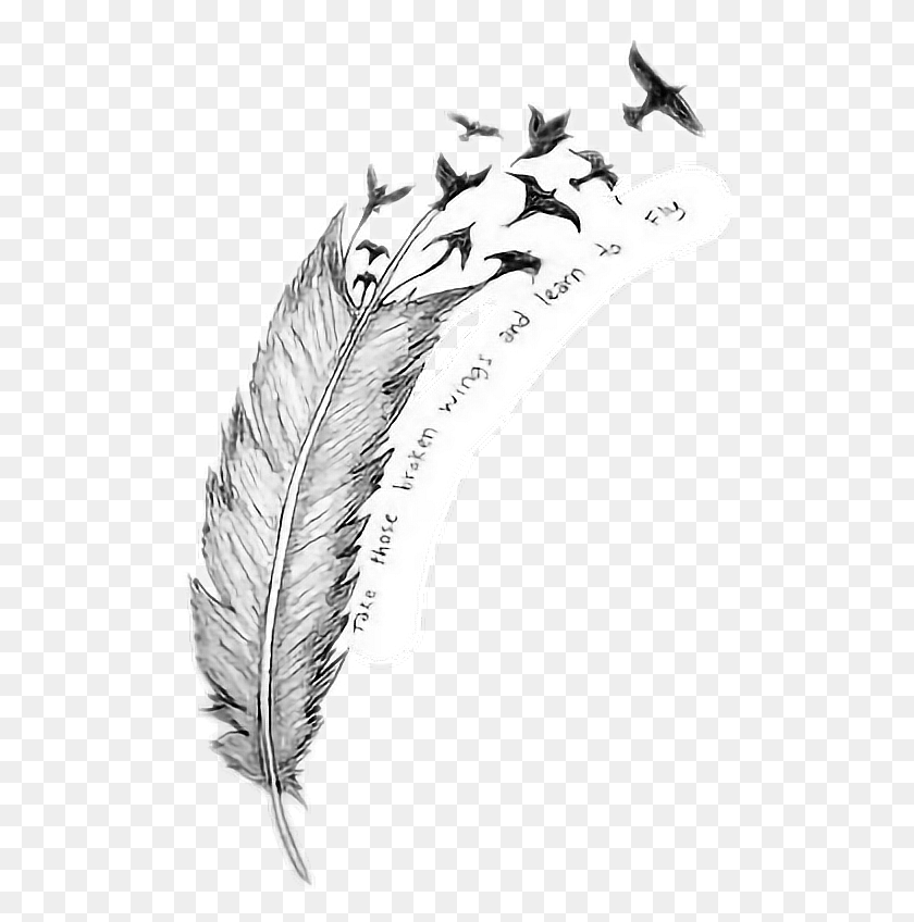 506x788 Pluma Aves Tumblr Everything That39s Broke Leave It To The Breeze Meaning, Bird, Animal HD PNG Download