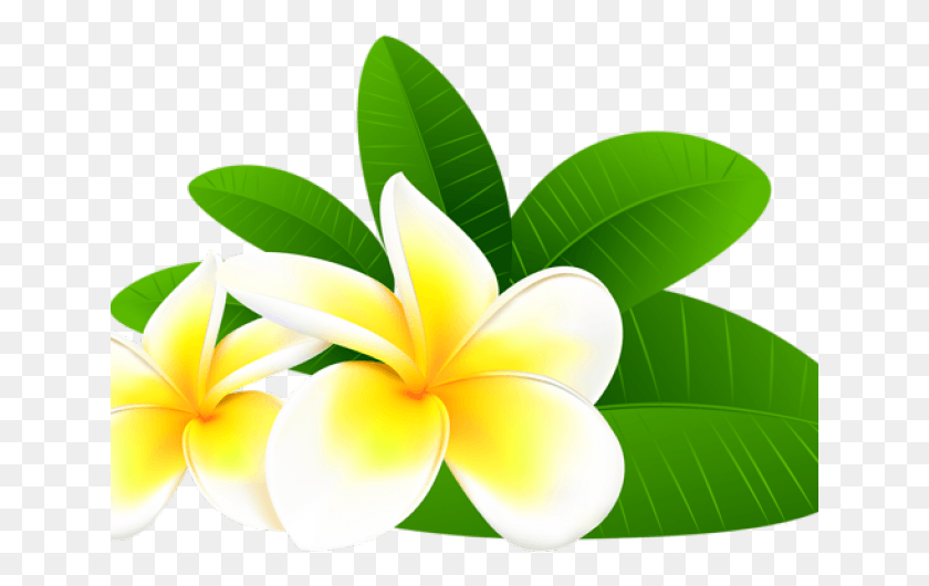 641x470 Плюмерия Клипарт Тропический Цветок Франжипани Цветы Клипарт, Растение, Лепесток, Цветение Hd Png Скачать