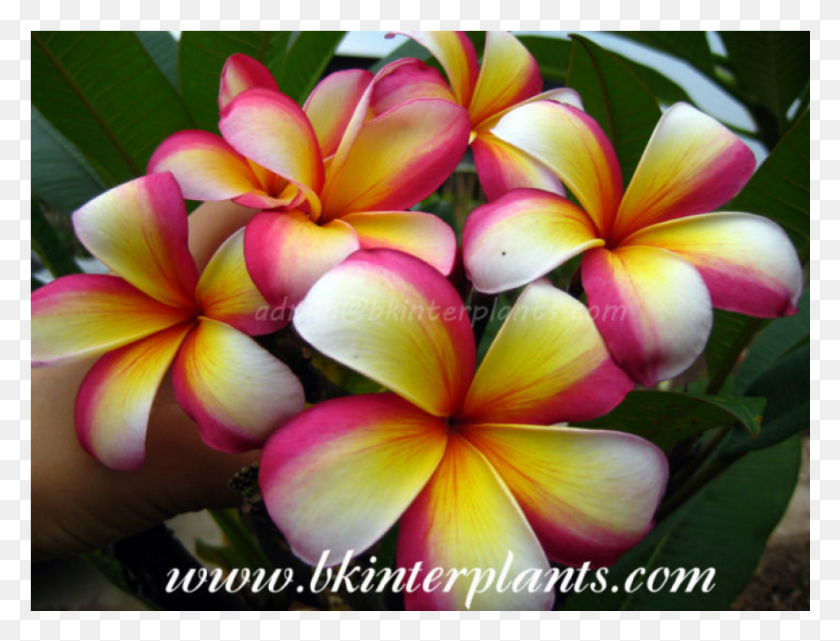 921x687 Plumeria Magic Fancy Frangipani, Petal, Flower, Plant HD PNG Download