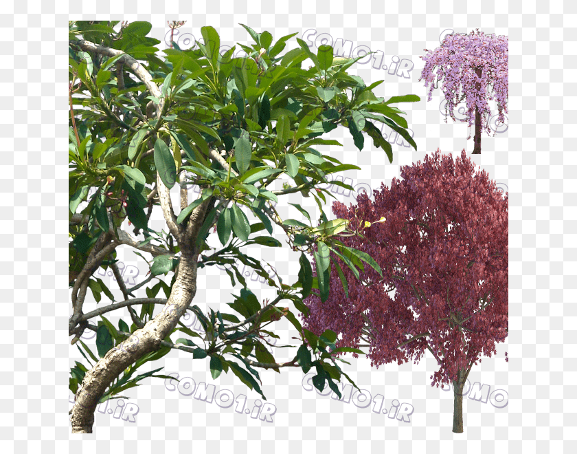 640x600 Plumeria Rubra Plumeria Alba, Растение, Дерево, Лист Hd Png Скачать