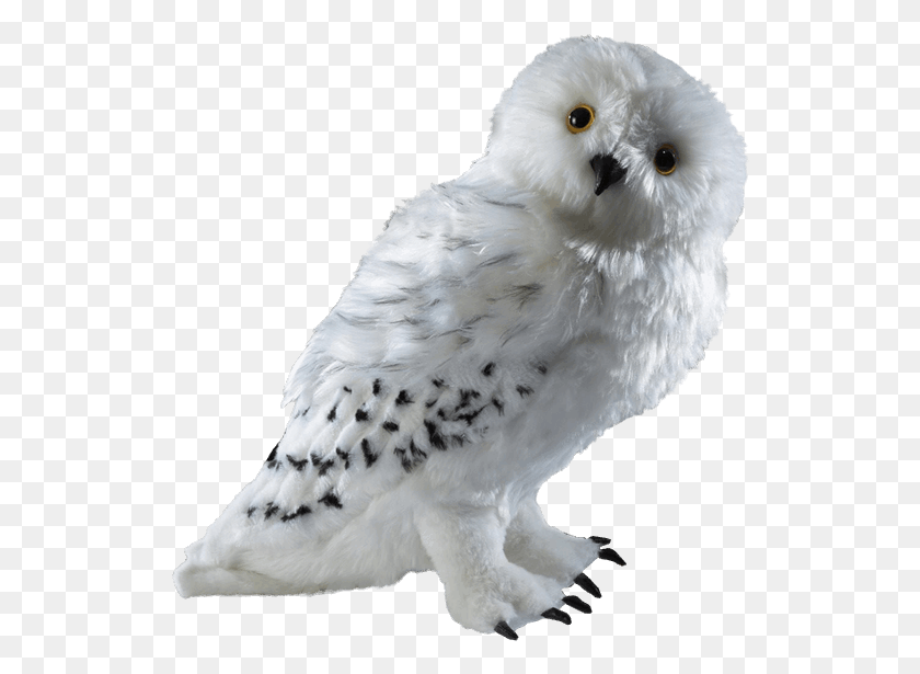 528x555 Plush Toys Harry Potter Hedwig Plush, Bird, Animal, Chicken HD PNG Download