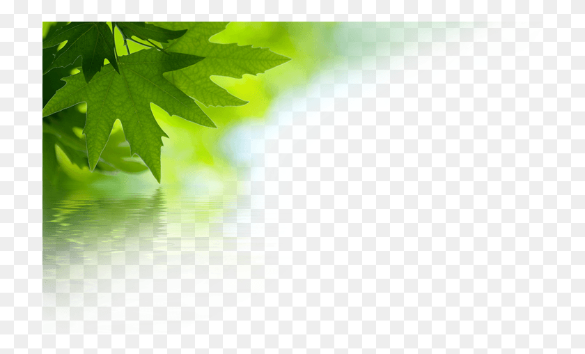 719x448 Pm 248959 Drnuke Overlay Topcorner 02 9302016 Green Leaves, Leaf, Plant, Tree HD PNG Download