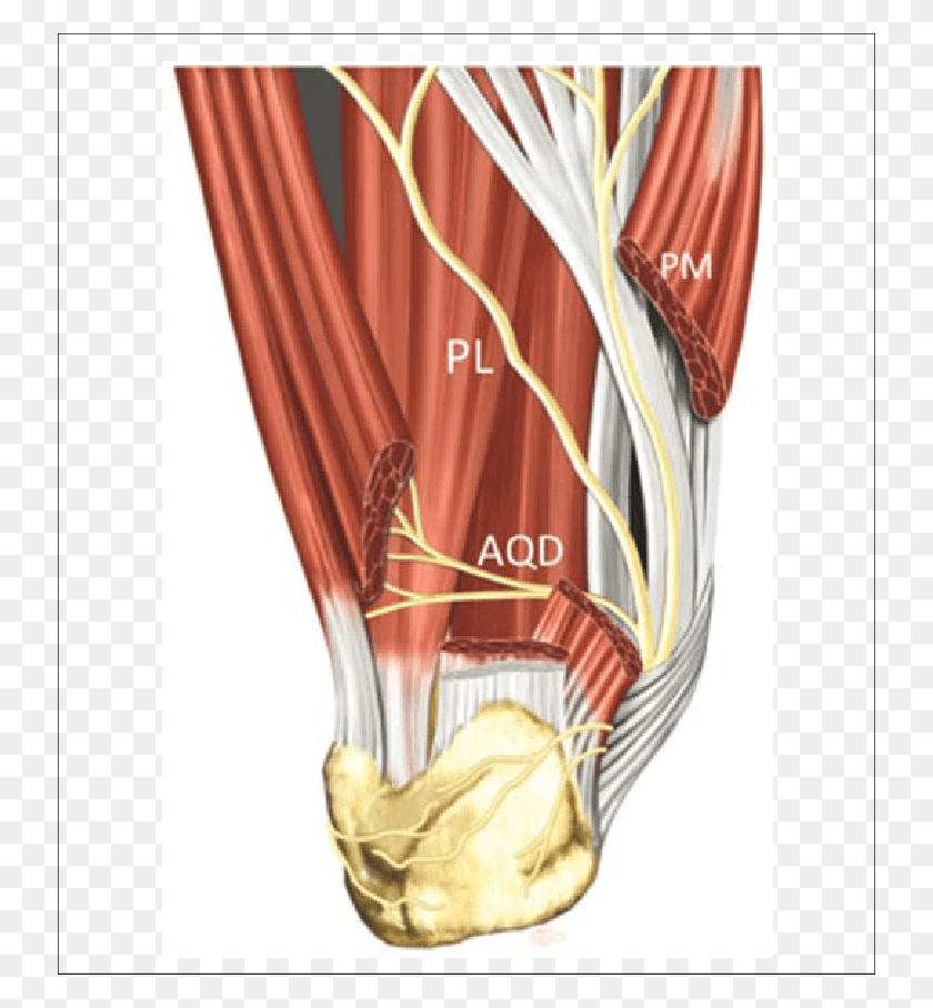 736x848 Pm Medial Plantar Nerve Nerve To Abductor Digiti Quinti, Bottle, Cosmetics, Trophy HD PNG Download