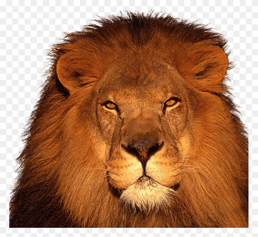 779x712 Pmjf Lion A Everyday Science Class, Wildlife, Mammal, Animal HD PNG Download