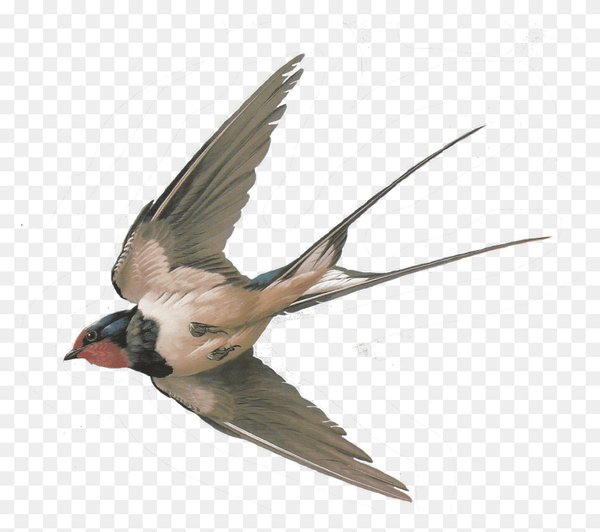 1600x1406 .png Swallow, Animal, Bird, Dove HD PNG Download