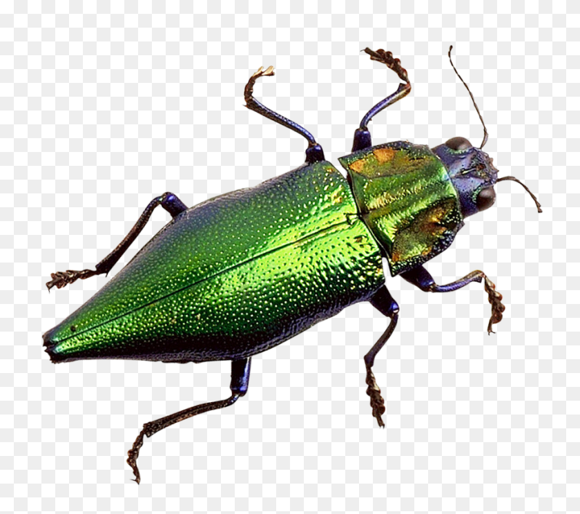 Pngpix Com Bug Image, Animal, Insect, Invertebrate Sticker PNG