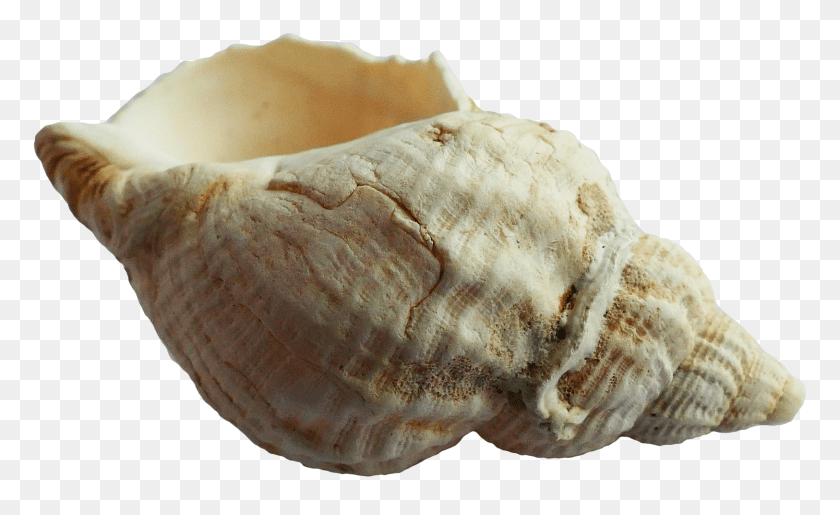 1750x1072 Pngpix Com Sea Shell Transparent Image, Animal, Invertebrate, Sea Life, Seashell Clipart PNG