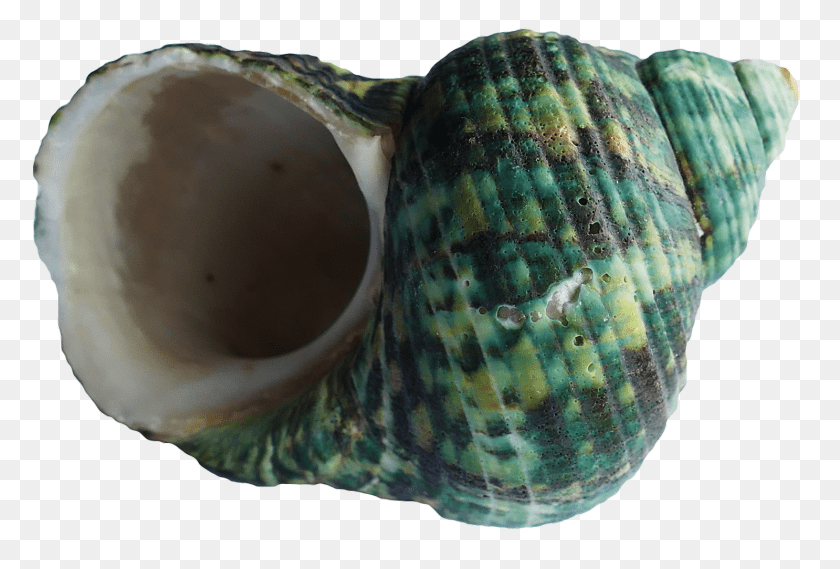 1600x1084 Pngpix Com Sea Shell Image, Animal, Invertebrate, Sea Life, Seashell Transparent PNG