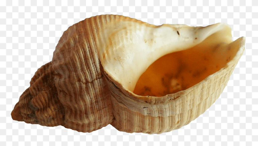 Pngpix Com Sea Shell Transparent Image, Animal, Invertebrate, Sea Life, Seashell PNG