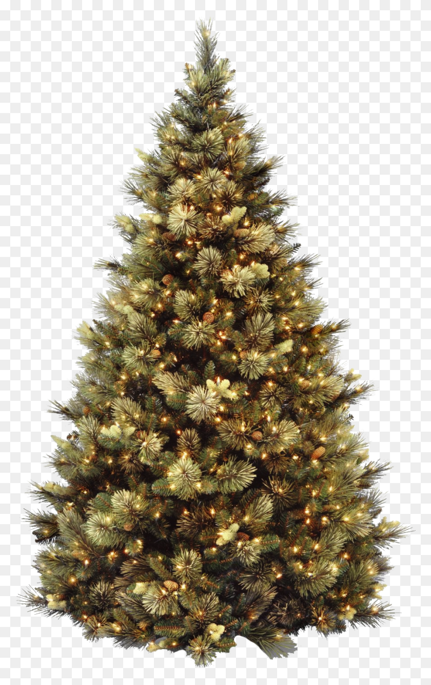 897x1465 Pngs De Natal 9 Ft Carolina Pine Christmas Tree, Tree, Ornamento, Planta Hd Png