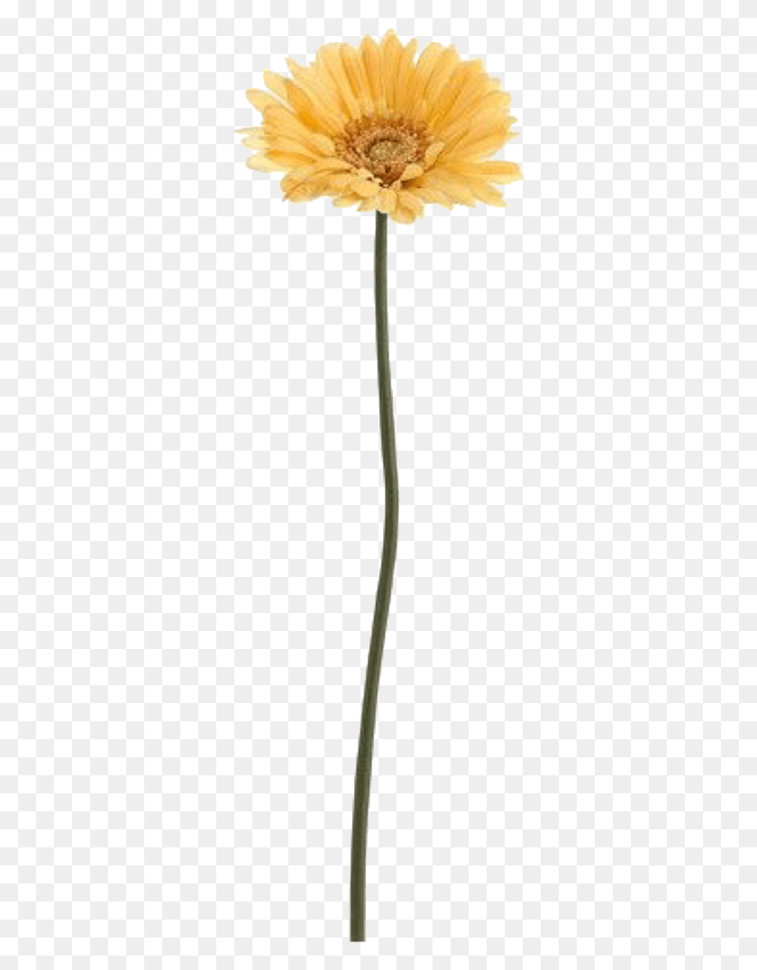 326x1016 Pngs For Moodboards Single Flower In A Vase, Plant, Blossom, Stick HD PNG Download