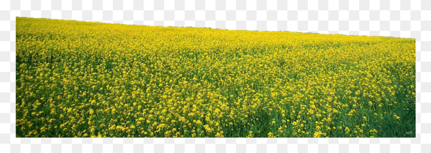 1025x313 Pngs Nature Flower Field, Mustard, Food, Plant HD PNG Download