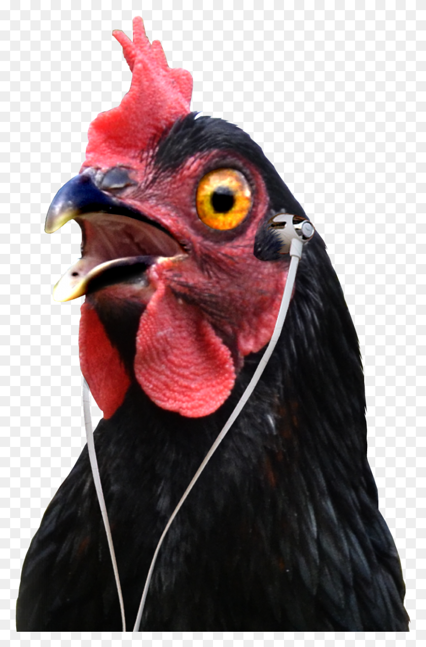 807x1257 Podcast Episodesshop Amazon Turkey, Bird, Animal, Fowl HD PNG Download