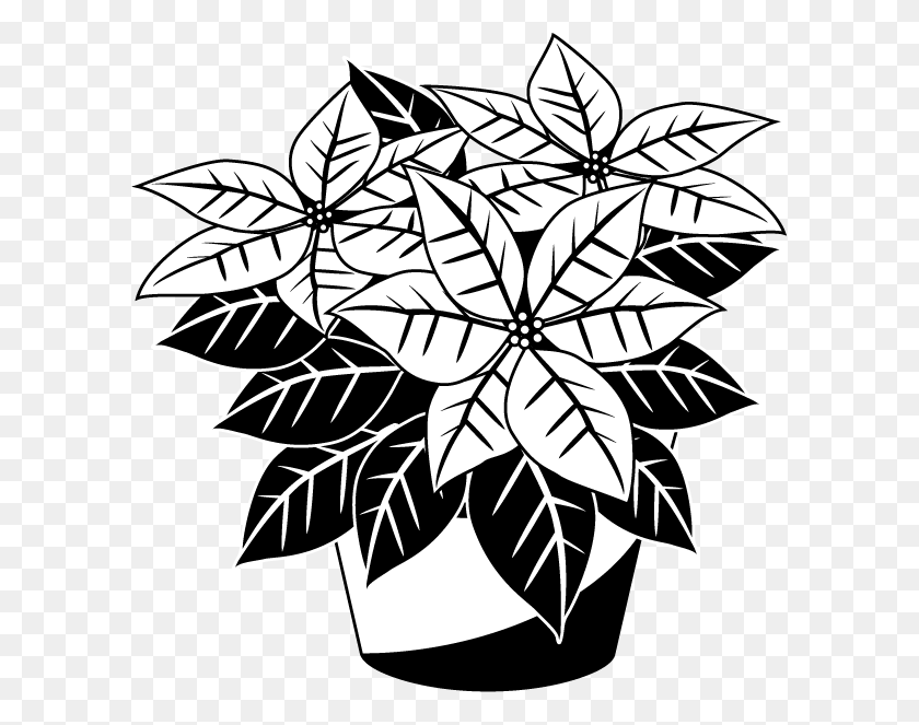 600x603 Poinsettia Black And White, Graphics, Pattern HD PNG Download