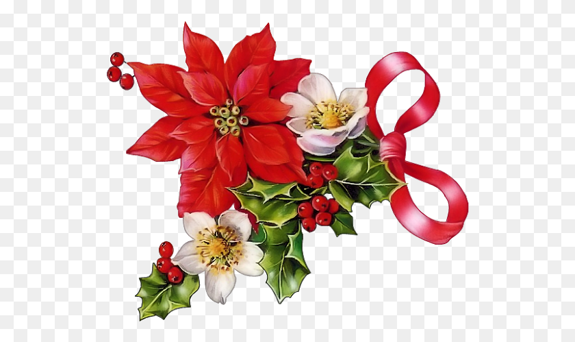 530x439 Png Пуансеттия Красивый Рождественский Рождественский Рисунок Пуансеттия, Цветочный Дизайн, Узор, Графика Hd Png Скачать