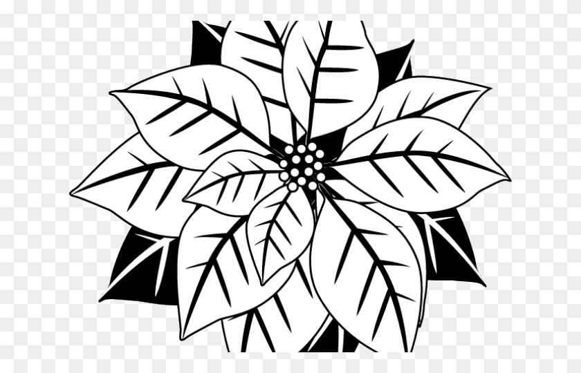 640x480 Poinsettia Clipart Black And White Black And White Mistletoe, Pattern, Graphics HD PNG Download