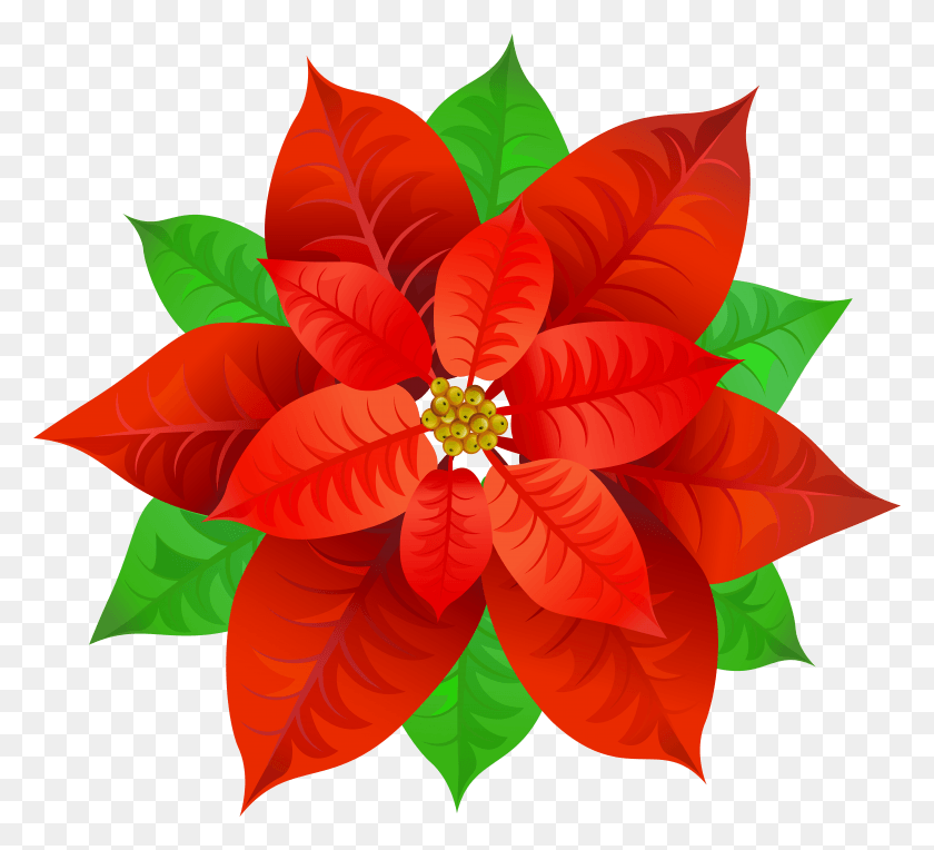 7908x7144 Poinsettia Transparent Image HD PNG Download