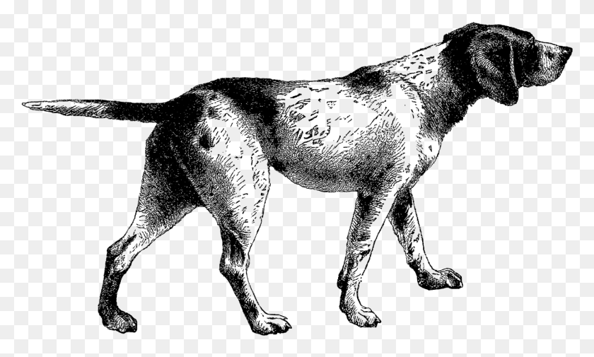 1450x828 Descargar Png Pointer Dog Clip Art Vintage Hunting Dog Ilustración, Mamífero, Animal, Wolf Hd Png