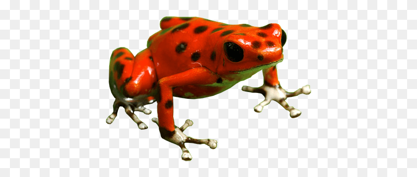 419x298 Poison Dart Frog Free Frog, Toy, Amphibian, Wildlife HD PNG Download