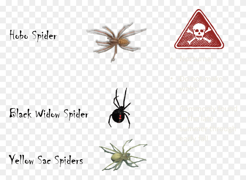 1367x976 Poisonous Spiders Oregon Poisonous Spiders, Spider, Invertebrate, Animal HD PNG Download