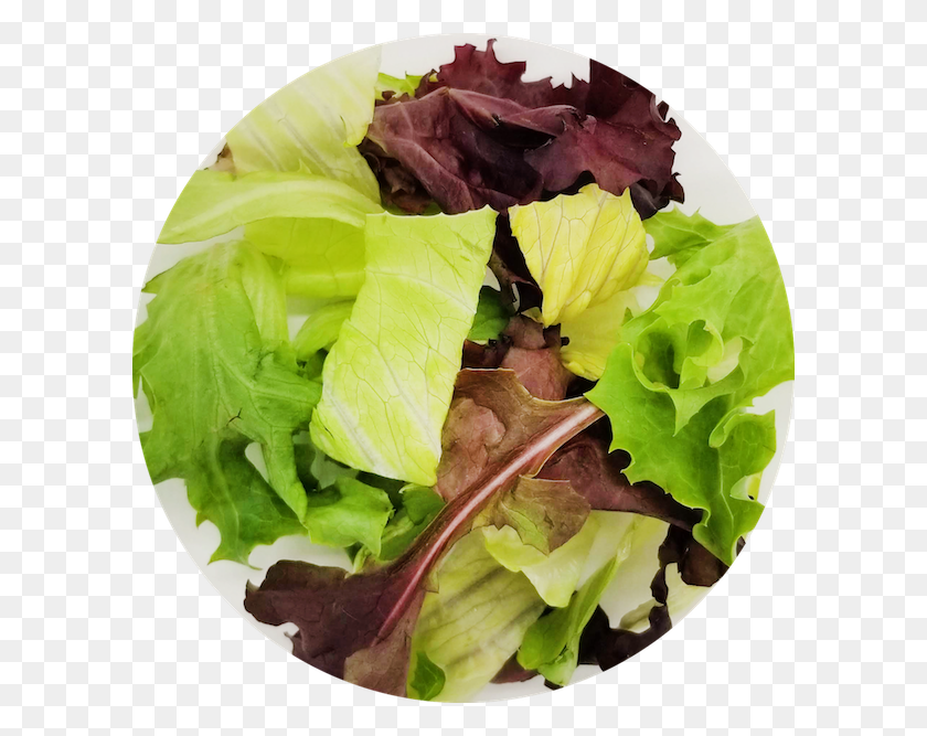 600x607 Pok Salad Spring Greens, Plant, Lettuce, Vegetable HD PNG Download