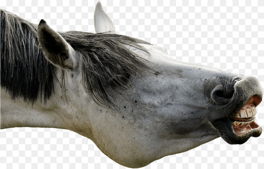 967x621 Poker Face, Animal, Horse, Mammal, Stallion Clipart PNG