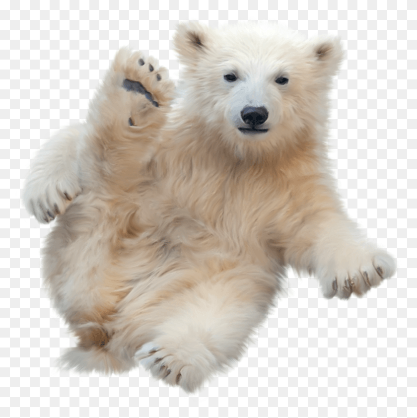 1186x1190 Polar Bear, Dog, Pet, Canine HD PNG Download