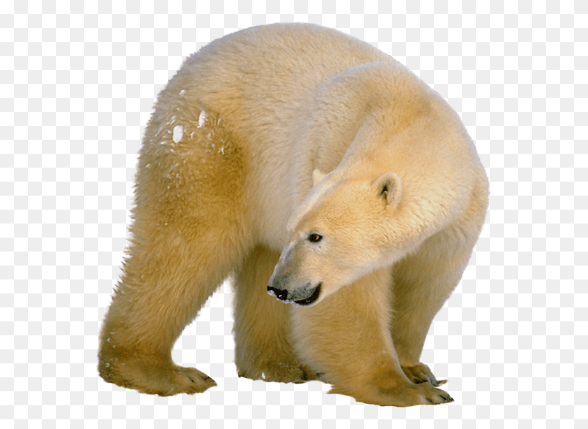 569x554 Белый Медведь, Медведь, Живая Природа, Млекопитающее Hd Png Скачать