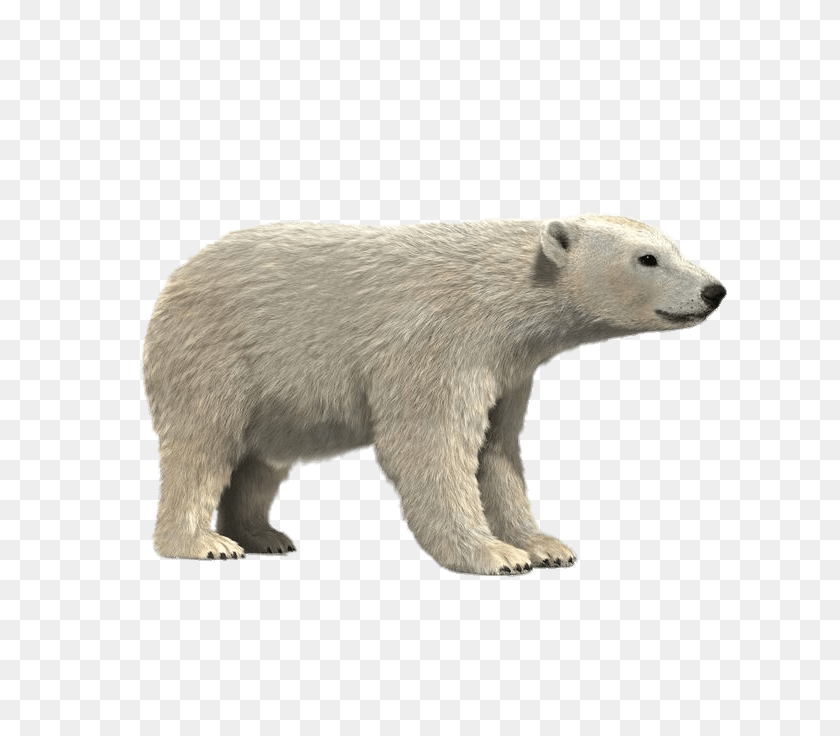 Polar Bear 3d Model, Animal, Mammal, Wildlife, Polar Bear Transparent PNG