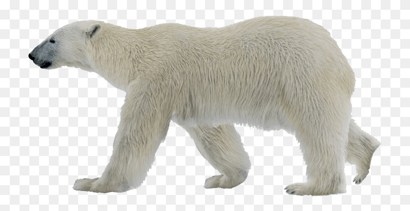 725x373 Polar Bear Alpha, Bear, Wildlife, Mammal HD PNG Download