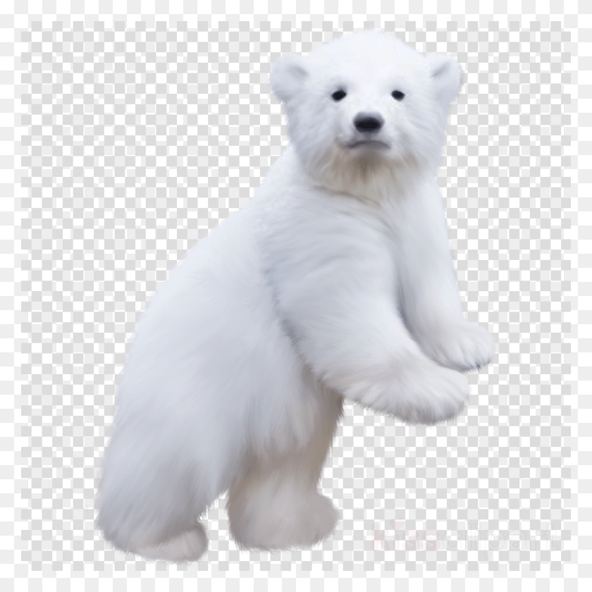 900x900 Polar Bear Baby Clipart Polar Bear Brown Bear Baby Polar Bear Transparent, Texture, Mammal, Animal HD PNG Download