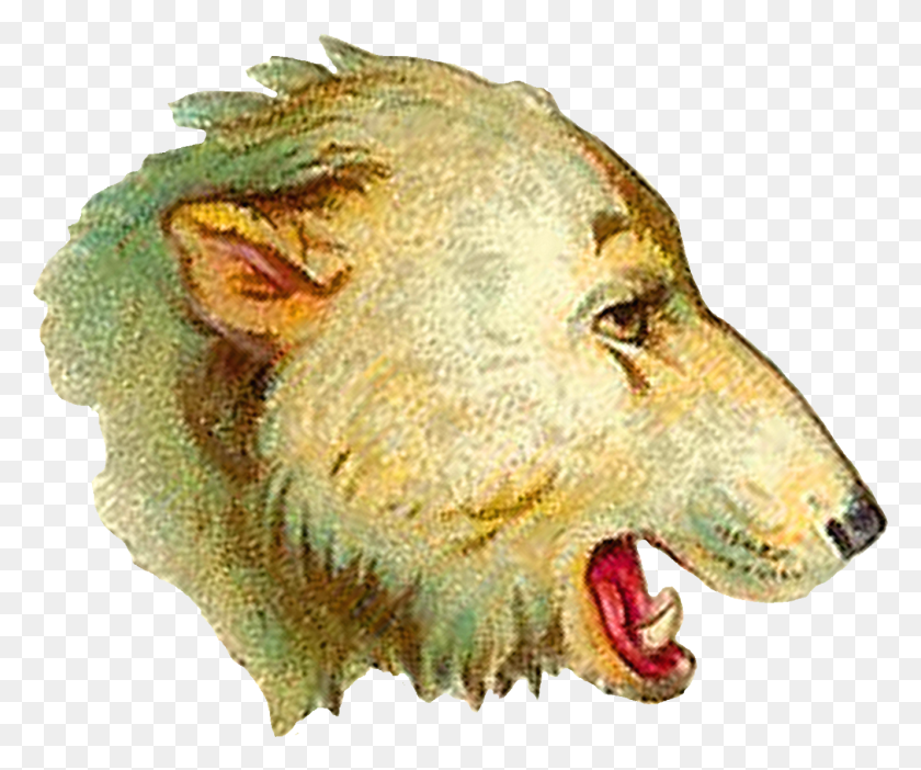 1329x1095 Polar Bear Lion, Animal, Teeth, Mouth HD PNG Download