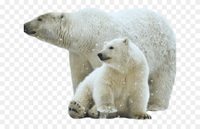 640x480 Polar Bear Transparent Images Polar Bear Images, Mammal, Animal, Bear HD PNG Download