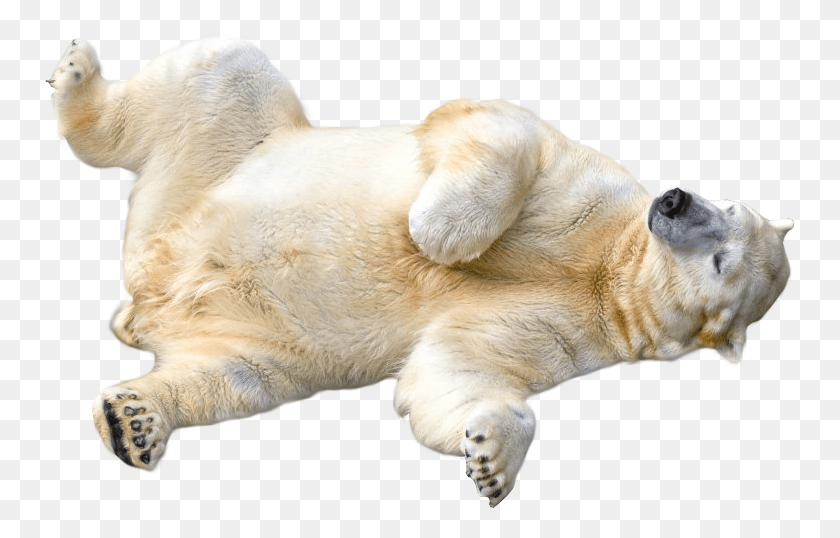751x478 Polar Bear Transparent Images Transparent Polar Bear Transparent Background, Mammal, Animal, Dog HD PNG Download