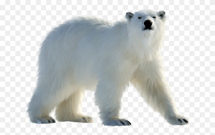 640x469 Polar White Bear Polar Bear, Wildlife, Animal, Mammal HD PNG Download
