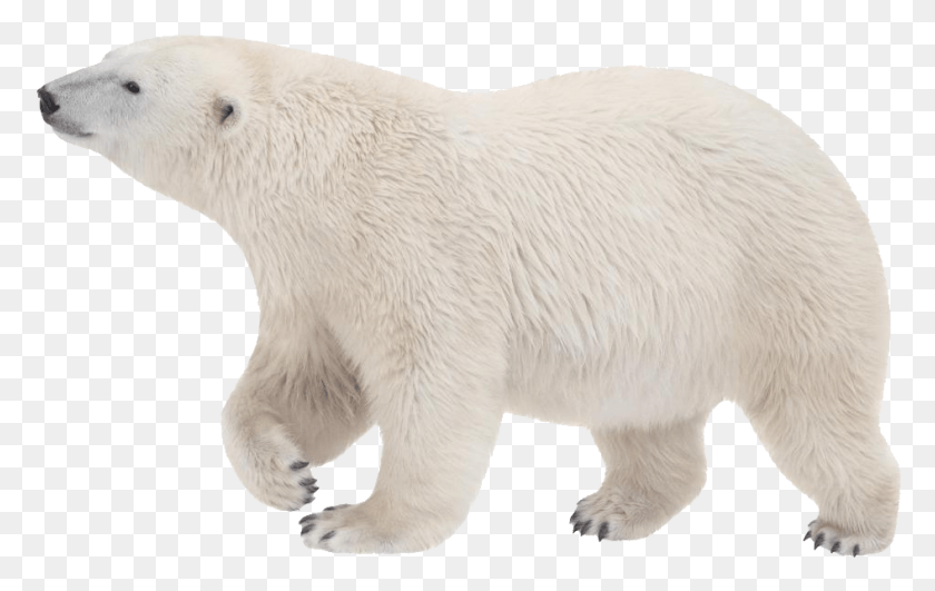 945x571 Polar White Bear Polar Bear Transparent Background, Wildlife, Mammal, Animal HD PNG Download
