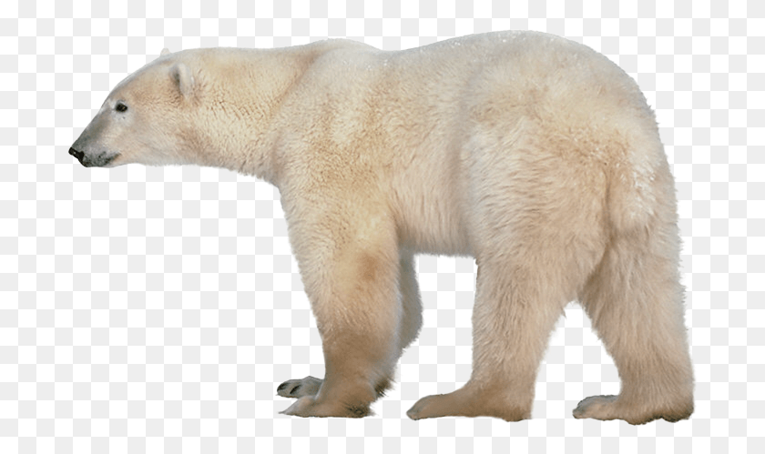 694x439 Polar White Bear Polar Bear Transparent Background, Wildlife, Mammal, Animal HD PNG Download