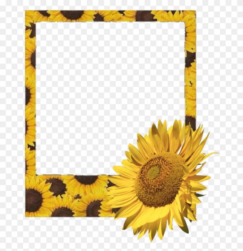 676x808 Polaroid Sticker Clip Art, Plant, Flower, Blossom HD PNG Download