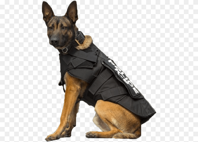 488x604 Police German Shepherd Dog Arts Using Dogs For Police Work Is Animal Abuse, Canine, Mammal, Pet, Police Dog PNG