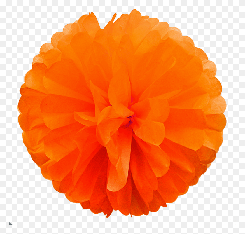 1994x1897 Pom Pom Ruffle, Plant, Rose, Flower HD PNG Download