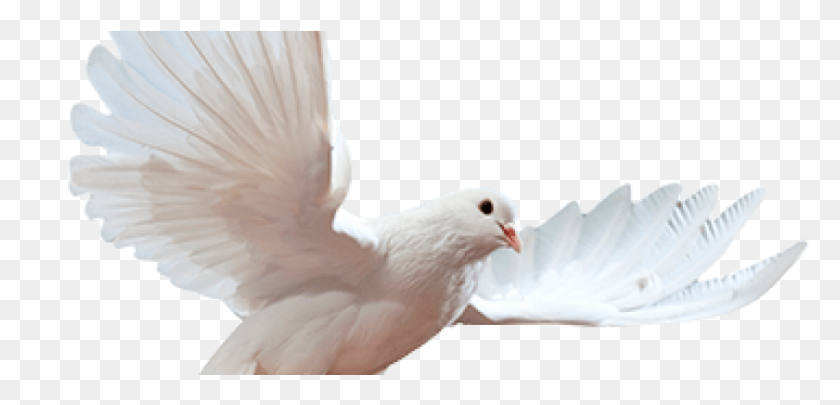 841x372 Pomba Become Psychic, Bird, Animal, Dove HD PNG Download